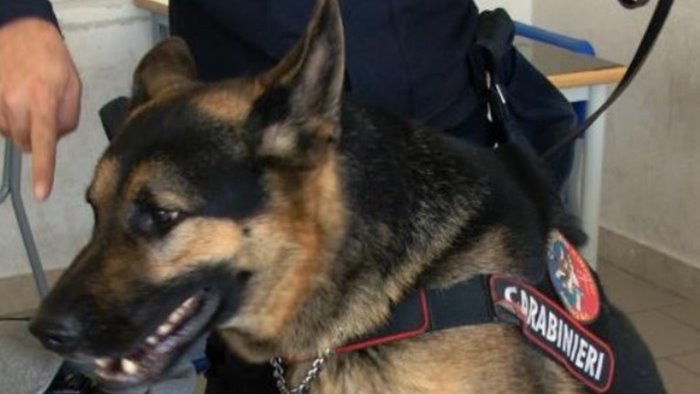 il fiuto del cane attila droga scovata in casa a lioni