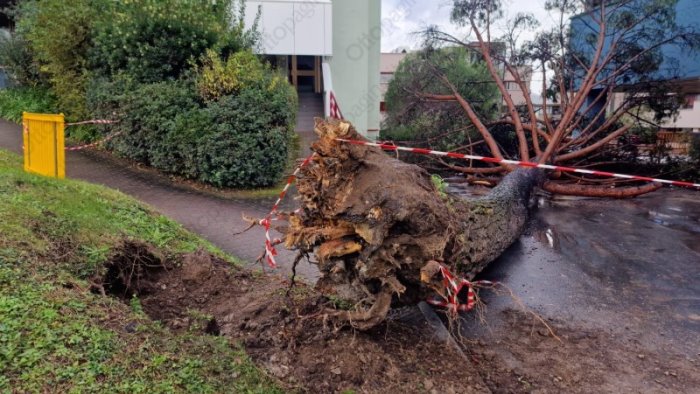 albero crollato al campus di fisciano indagate sei persone