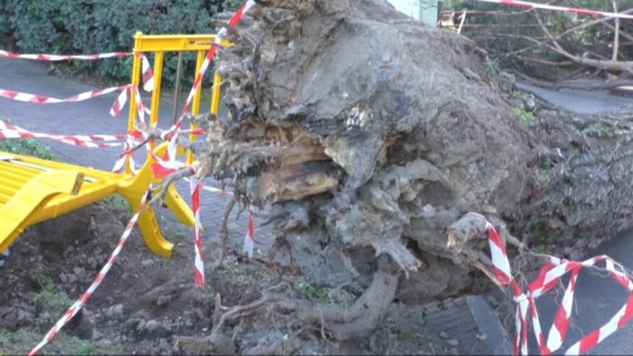 albero caduto all unisa si aggravano le condizioni di un altro studente