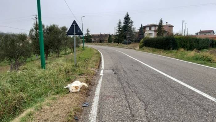 ancora un cane travolto e ucciso da un auto