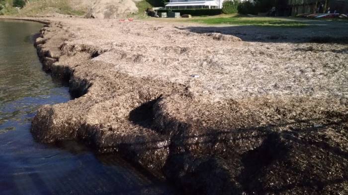 agropoli accumuli di posidonia invadono le spiagge