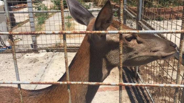 chiusa per anni in un recinto torna libera la cerva valentina