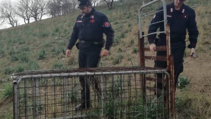 trovata trappola per catturare cinghiali vivi