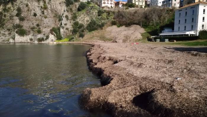 cumuli di posidonia ad agropoli 200 firme per la rimozione