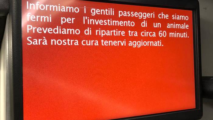 treno investe una mucca traffico ferroviario rallentato