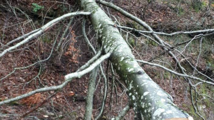 bidello muore schiacciato da un albero tragedia in paese