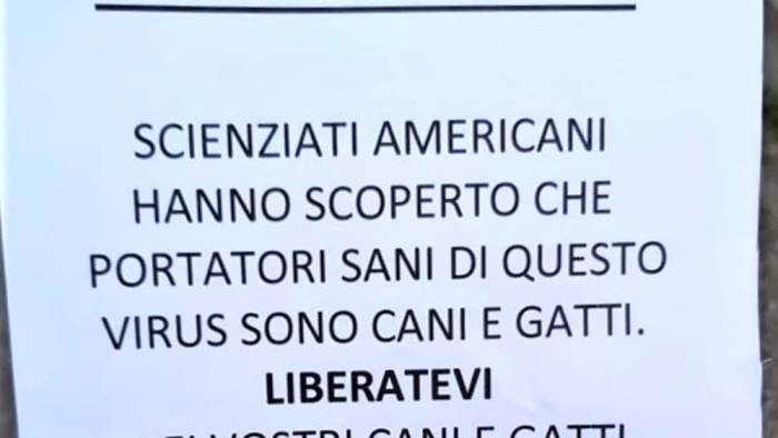 il coronavirus lo portano cani e gatti e falso denunciati