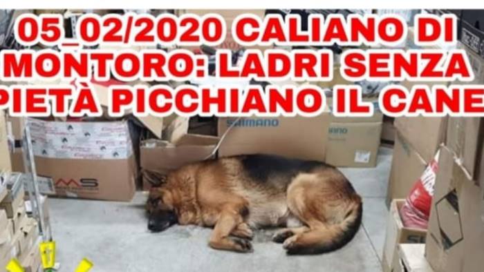 furti montoro ladri senza pieta picchiano il cane forza mia