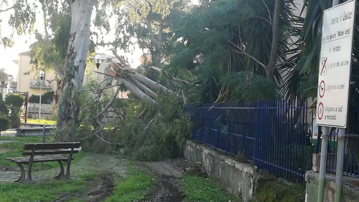 tragedia sfiorata a bellizzi cade albero in piazza la denuncia