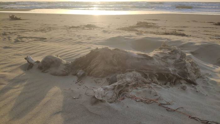 orrore a capaccio ritrovate carcasse di bufalini in spiaggia