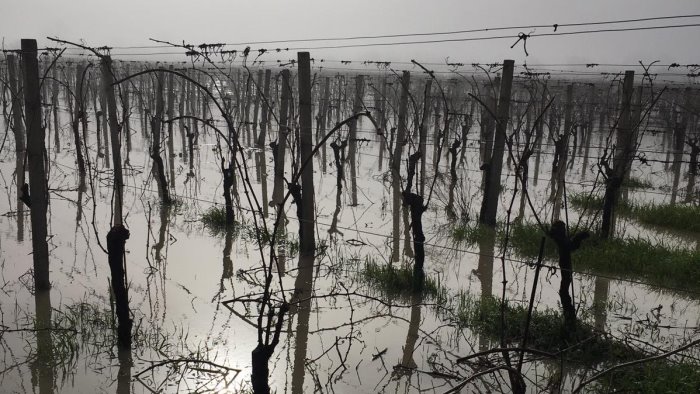 esonda il calore in valle telesina vigneti sott acqua foto