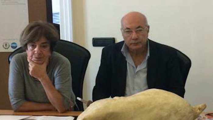 rosa carafa dirige il museo virtuale scuola medica salernitana