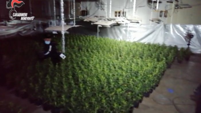 maxi sequestro di piante di marijuana nel sannio video