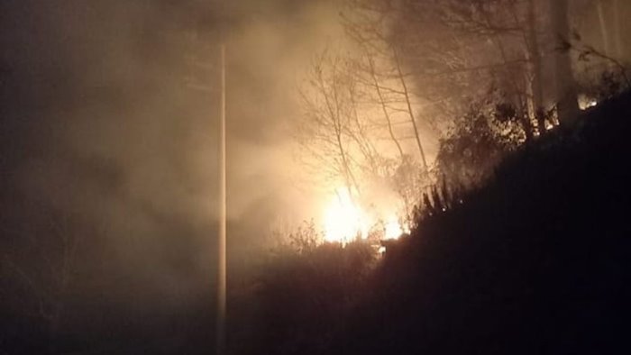 cuccaro vetere fiamme in un castagneto segno d imbecillita