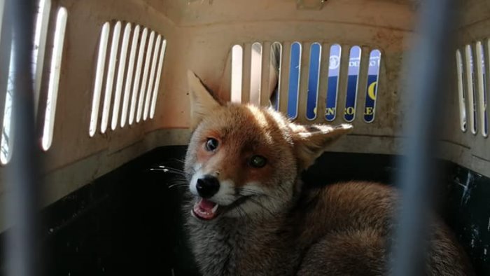 picchiata e trovata in fin di vita torna libera la volpe foxy