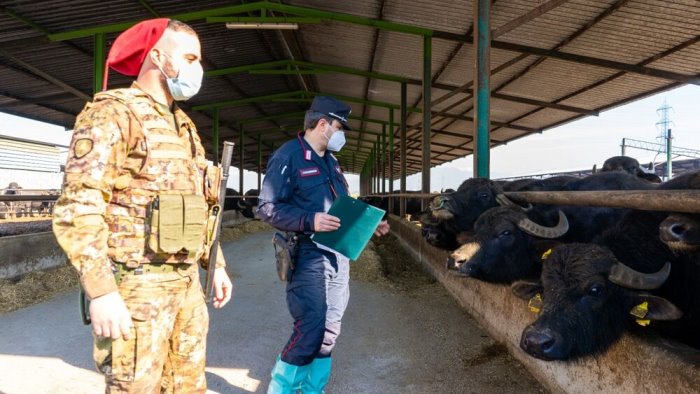 inquinamento ambientale sigilli ad un azienda bufalina