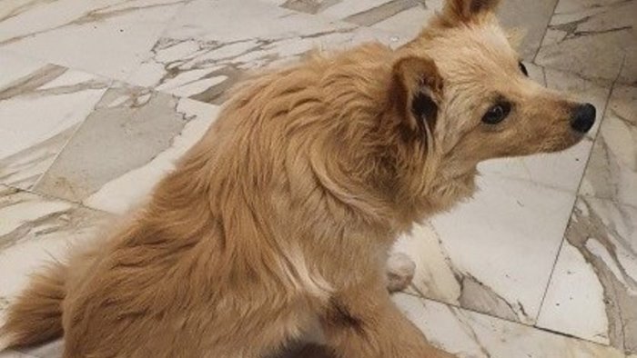 lascia per ore il cane chiuso in auto denunciato