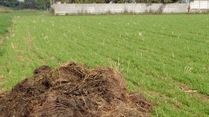 distribuiva letame illegalmente agricoltore nei guai a lioni