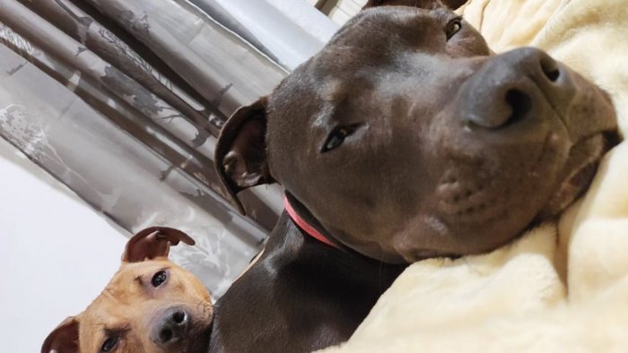 lieto fine per due pitbull sequestrati