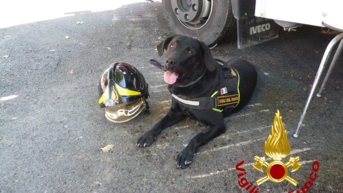 terremoti e calamita sasha il cane eroe dei vigili del fuoco va in pensione