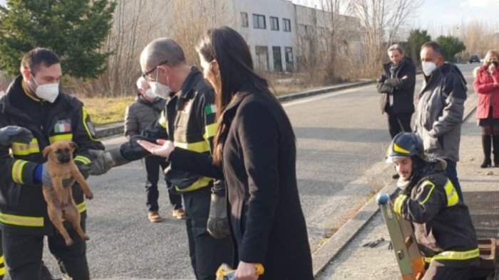 cucciolo cade nel canale di scolo salvato dai vigili viene adottato da 2 ragazze