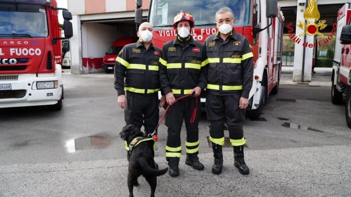 va in pensione sasha il cane pompiere che ha salvato vite umane