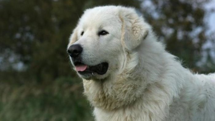 cane tenta di azzannare una bambina nel cilento mamma ferita per difenderla