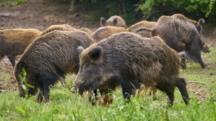 allarme peste suina nel cilento gli enti segnalate morti sospette