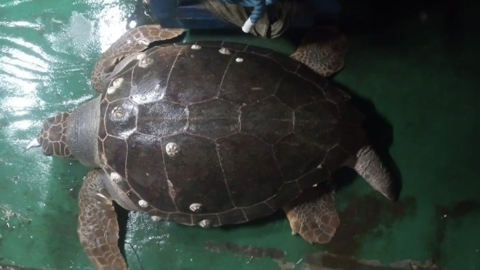 tartaruga gigante di 85kg salvata nel mare di salerno ecco osimhen