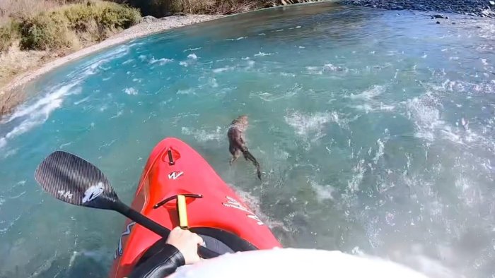 lontra nuota nel fiume bussento sorpresa per un canoista nel cilento