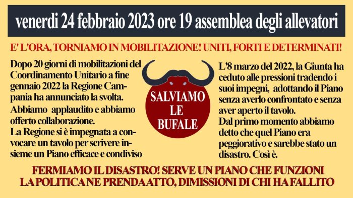 allevatori bufalini nel casertano si torna alla mobilitazione