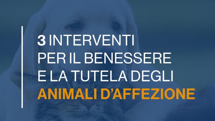 dalla parte degli animali ad angri tre interventi per gli amici a quattro zampe