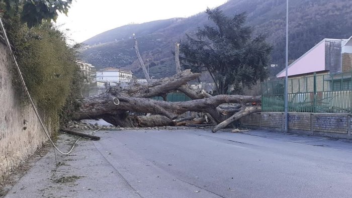 tragedia sfiorata a roccapiemonte crolla pino su strada e cancello della scuola