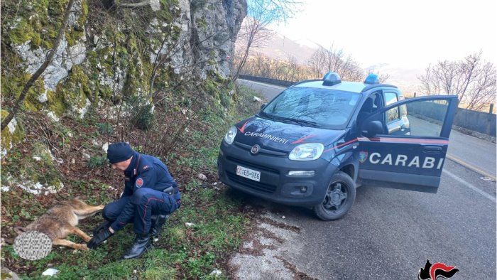 lupa uccisa a fucilate nel sannio atto criminale sono animali fondamentali