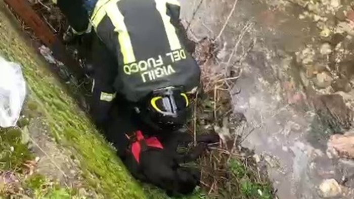 cane cade in un torrente salvato da vigili del fuoco e veterinario