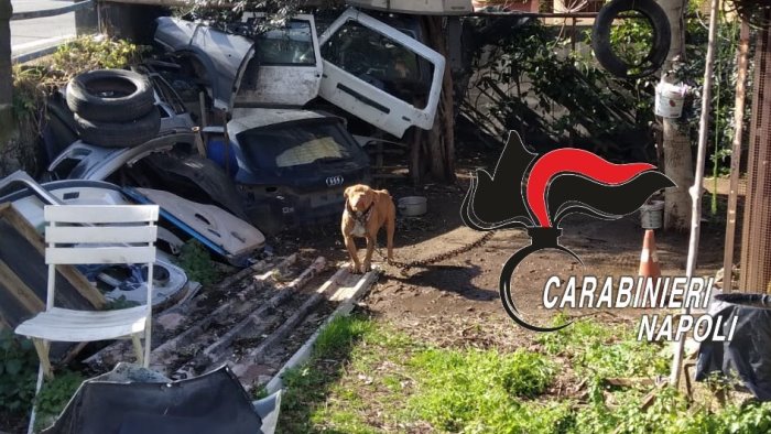 pimonte pitbull in stato di abbandono e legato denunciato proprietario