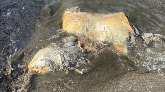 napoli carcassa di tartaruga gigante decapitata sull arenile di rotonda diaz