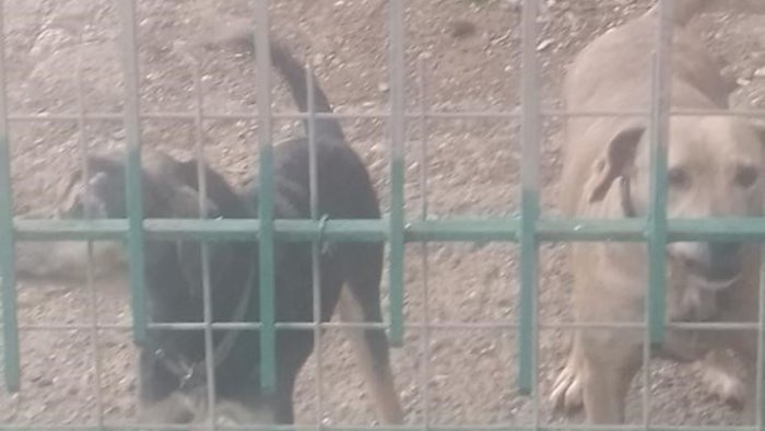 buccino 30 cani tenuti in stato di degrado in box fatiscenti