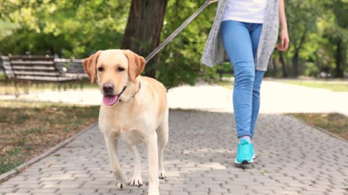 30 cani affidati loro in custodia a processo perche 7 non si trovano assolti