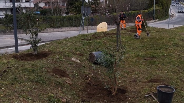 avellino agrifogli e alberi ecco il restyling verde a contrada amoretta