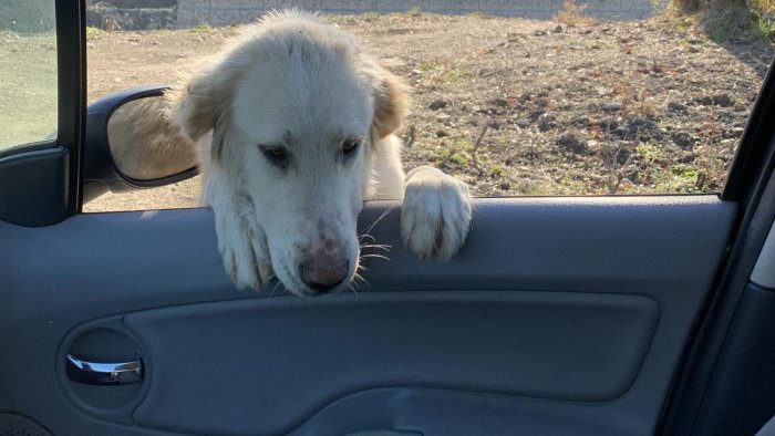 cane disorientato ferma le auto invocando aiuto e una scena che spezza il cuore