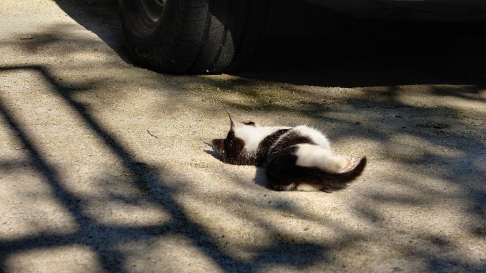 gatto avvelenato ad avellino la rabbia dei residenti non e il primo caso