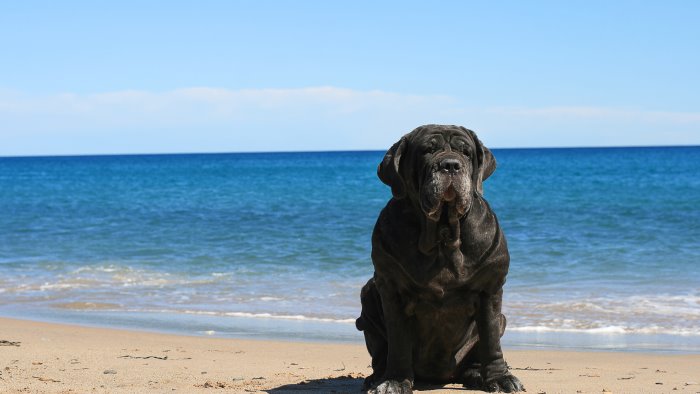 il mastino napoletano patrimonio unesco nasce il comitato