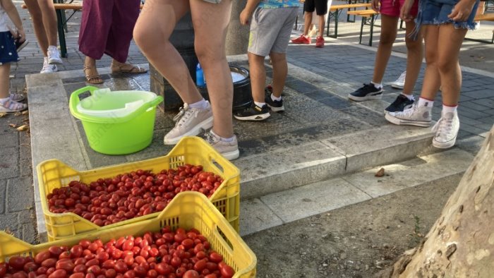 campagna del pomodoro si guarda al futuro obiettivo 26 milioni di quintali