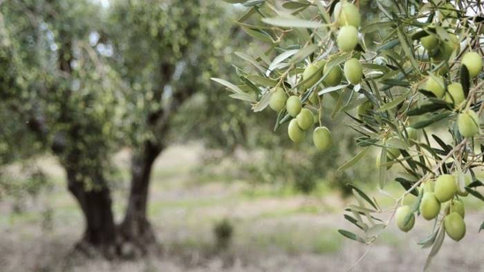 coldiretti uliveti per celebrare messe e lezioni all aperto