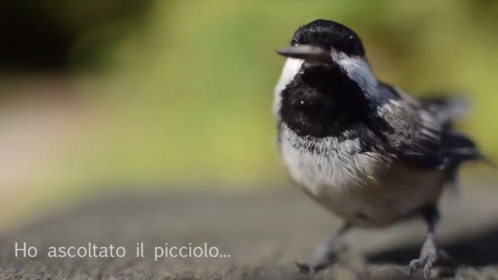 giornata mondiale della poesia nasce il poetuber