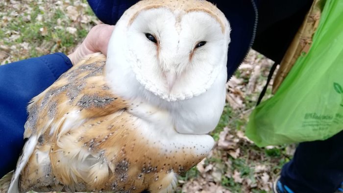 barbagianni ferito ad un ala salvato ad olivetro citra