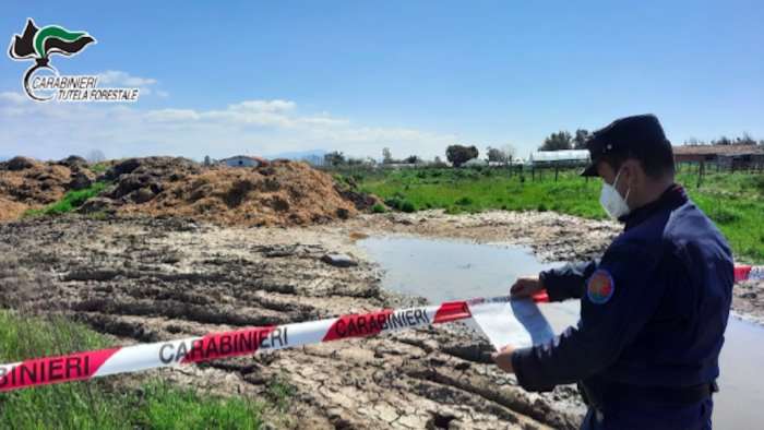 pontecagnano sequestrata un area piena di rifiuti zootecnici