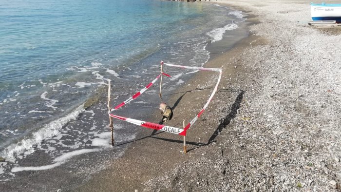 vietri fatto brillare l ordigno bellico ritrovato in spiaggia