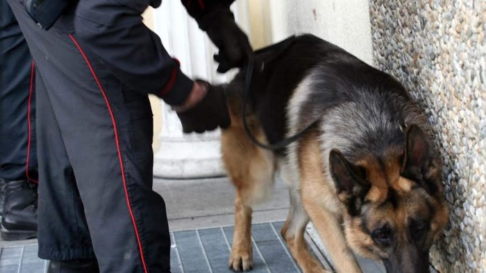 cane antidroga davanti la scuola 18enne beccato con hashish finisce nei guai